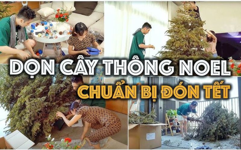 bọc cây thông đón tết