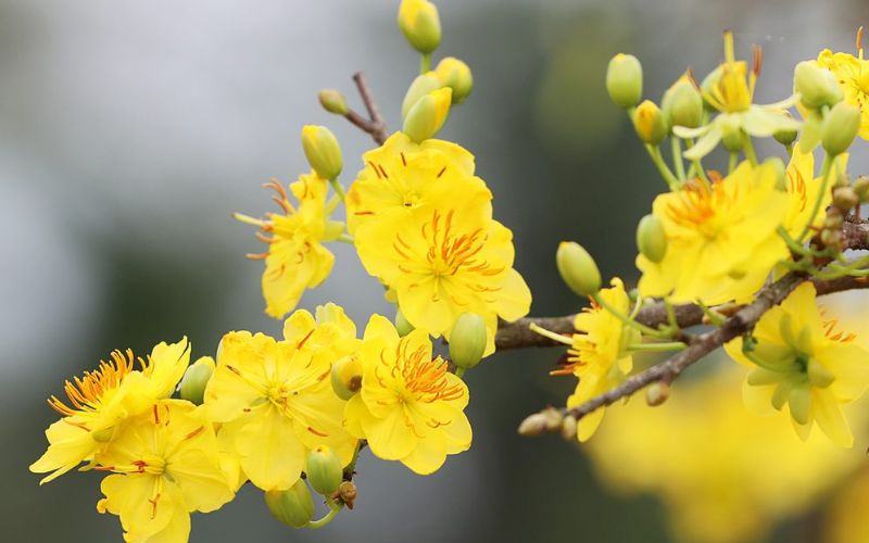 hoa mai ngày tết nguyên đán