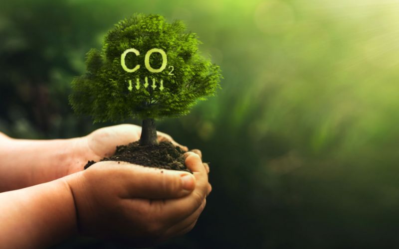 cây xanh giúp giảm thiểu co2