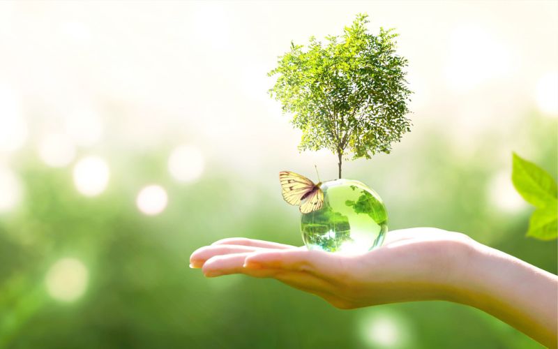 gỗ công nghiệp thân thiện môi trường