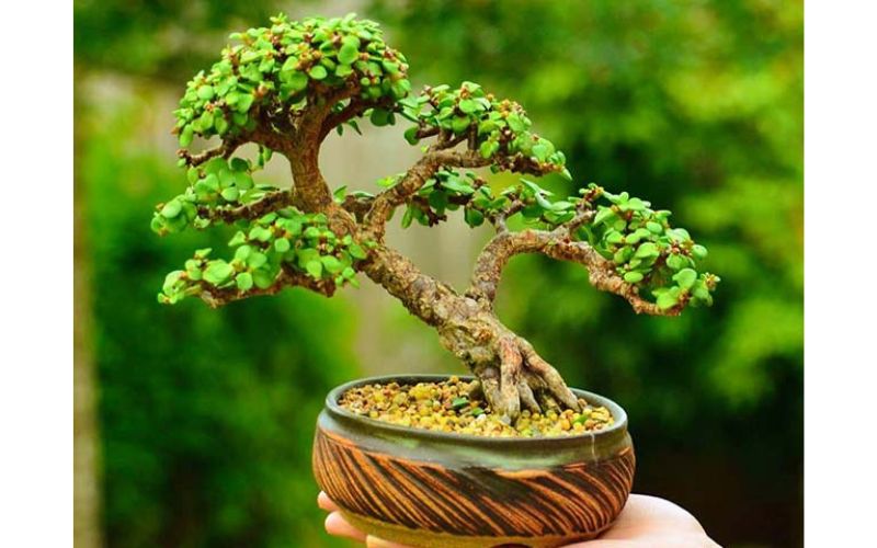 sen đá bonsai